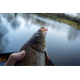 Wafters Sonubaits Micro Band'um Wafter - Power Scopex, 30g Wafters Sonubaits Micro Band'um Wafter - Power Scopex, 30g